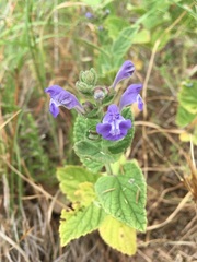 Scutellaria ovata