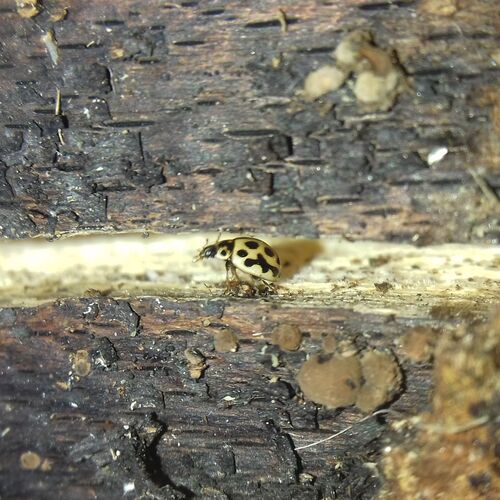 16-spot Ladybird