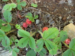 Fragaria virginiana platypetala