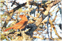 Pseudoseisura lophotes