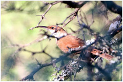 Tarphonomus certhioides