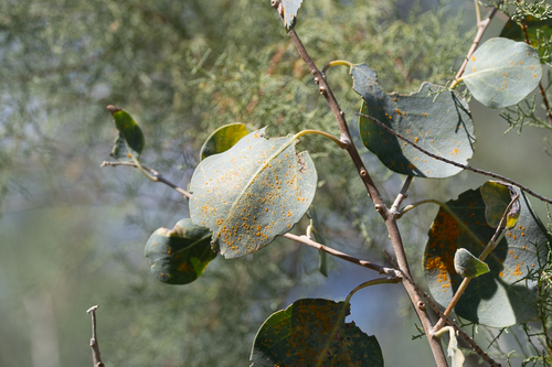 Melampsora populnea, 2026-08-22