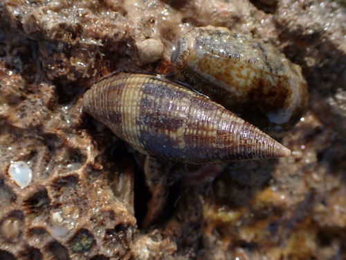 Quasimitra variabilis observed 2026-04-17