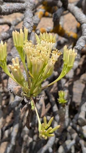 Kleinia neriifolia, photograph 6