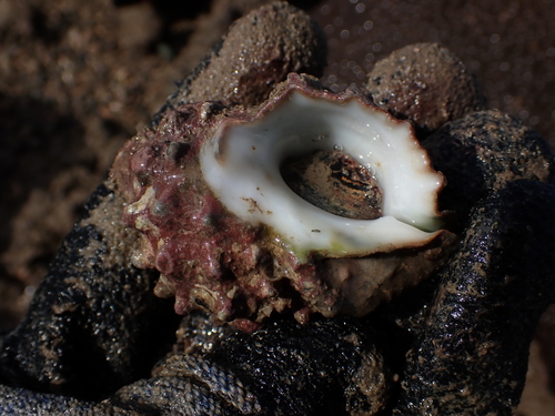 Mancinella echinata observed 2026-04-17