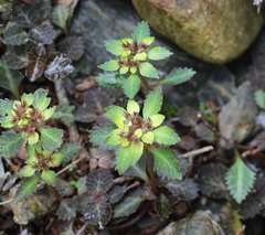 Chrysosplenium macrostemon atrandrum