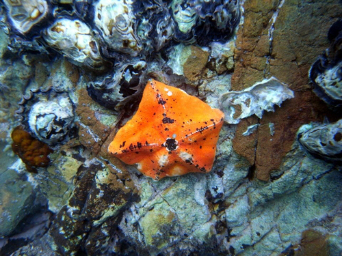 Stegnaster inflatus