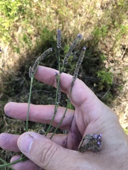 Verbena montevidensis