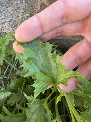 Blitum californicum, photograph author not stated, no rights reserved