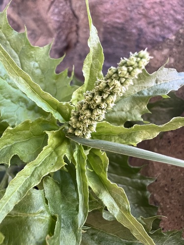 Blitum californicum