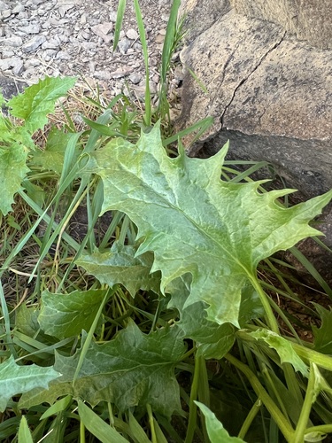 Blitum californicum, photograph 3