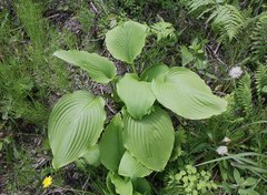 Hosta sieboldiana