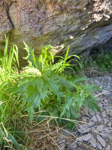 Blitum californicum, photograph 4