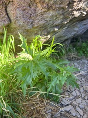 Blitum californicum, photograph author not stated, no rights reserved