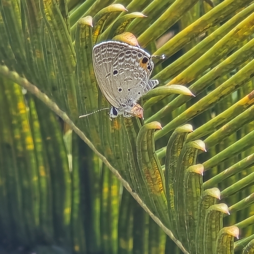 Luthrodes pandava