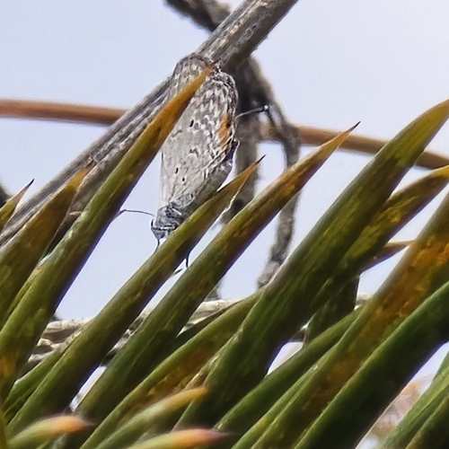 Luthrodes pandava