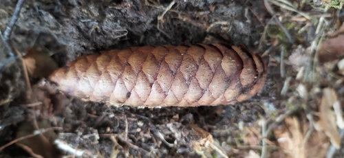 Picea × fennica, photograph 1