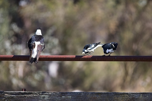 Magpie-lark