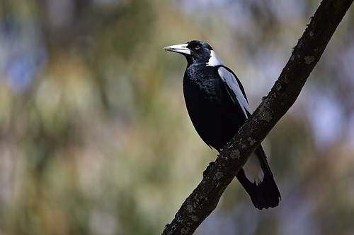 Australian Magpie