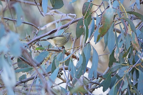 Striated Thornbill
