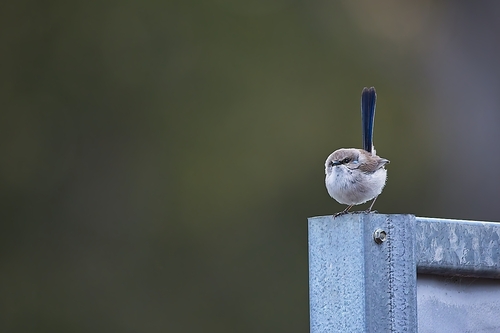 Superb Fairywren