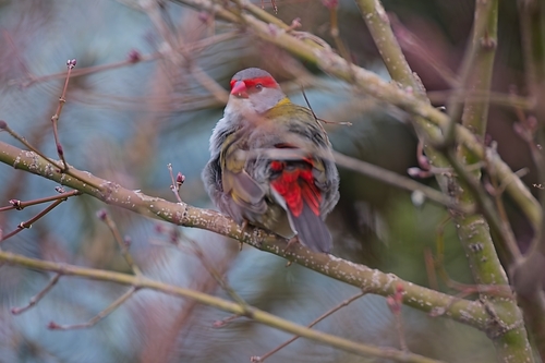 Red-browed Finch