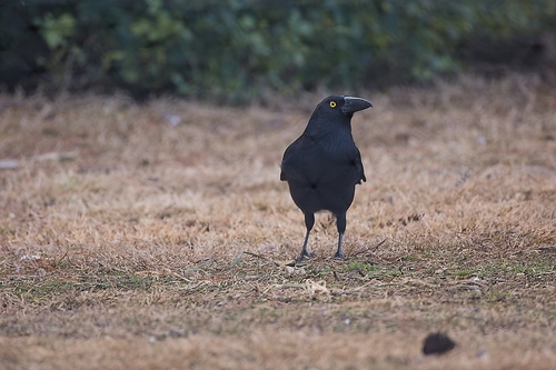 Pied Currawong