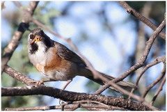 Saltatricula multicolor