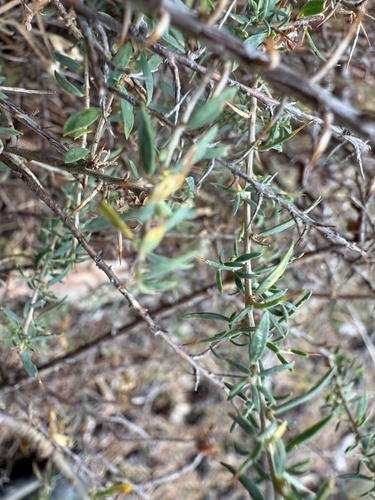 Genista anglica, photograph 5