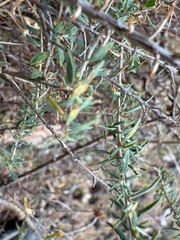Genista anglica, photograph (c) Cenaida, some rights reserved (CC BY)
