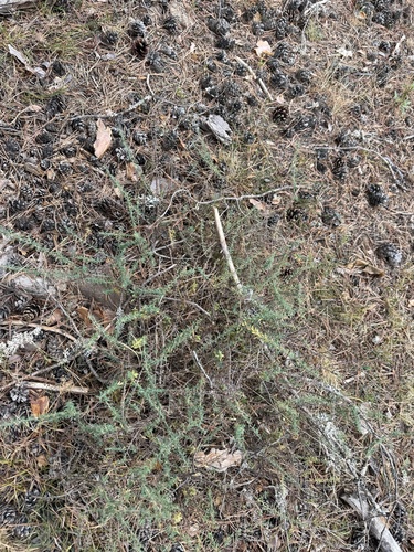 Genista anglica, photograph 6