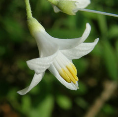 Styrax grandifolius