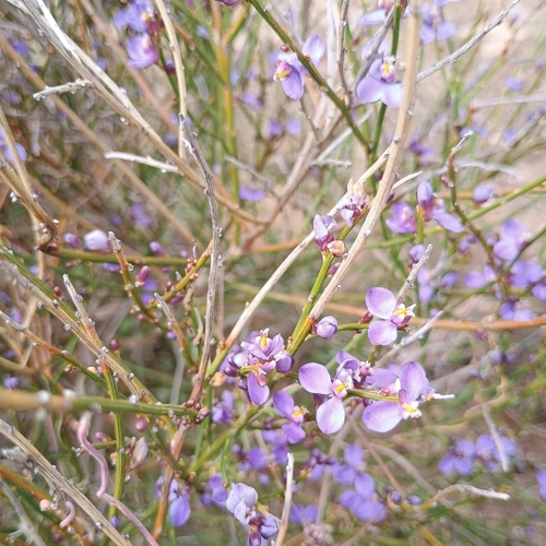 Broom Milkwort