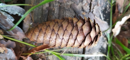 Picea fennica