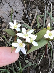 Claytonia lanceolata