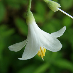 Styrax grandifolius