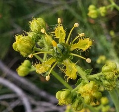 Ruta angustifolia