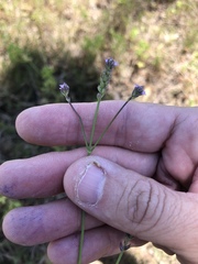 Verbena montevidensis