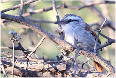 Cranioleuca pyrrhophia