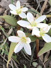 Claytonia lanceolata