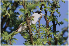 Xenopsaris albinucha