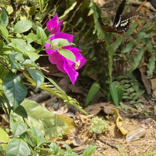 Papilio polytes