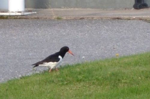 Eurasian Oystercatcher