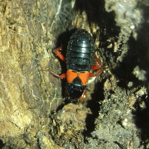 Prostemma guttula