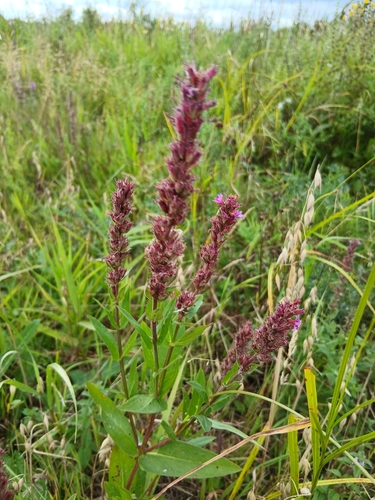 purple loosestrife