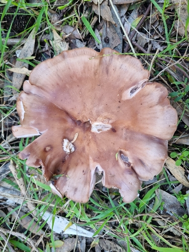 Blewit
