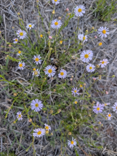 Variable Daisy