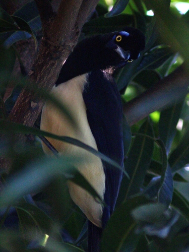 Plush-crested Jay