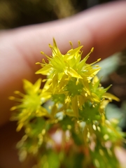 Sedum spathulifolium