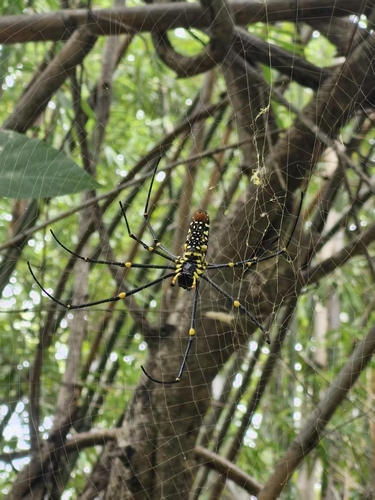 Giant Golden Orbweaver